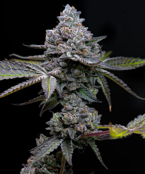 Apple Fritter Feminized