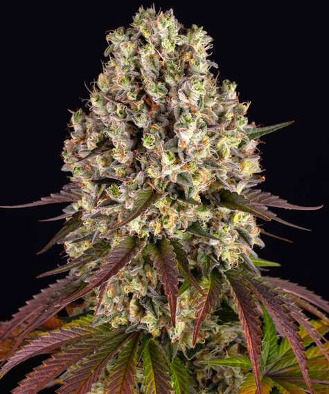 Sour Diesel Feminized