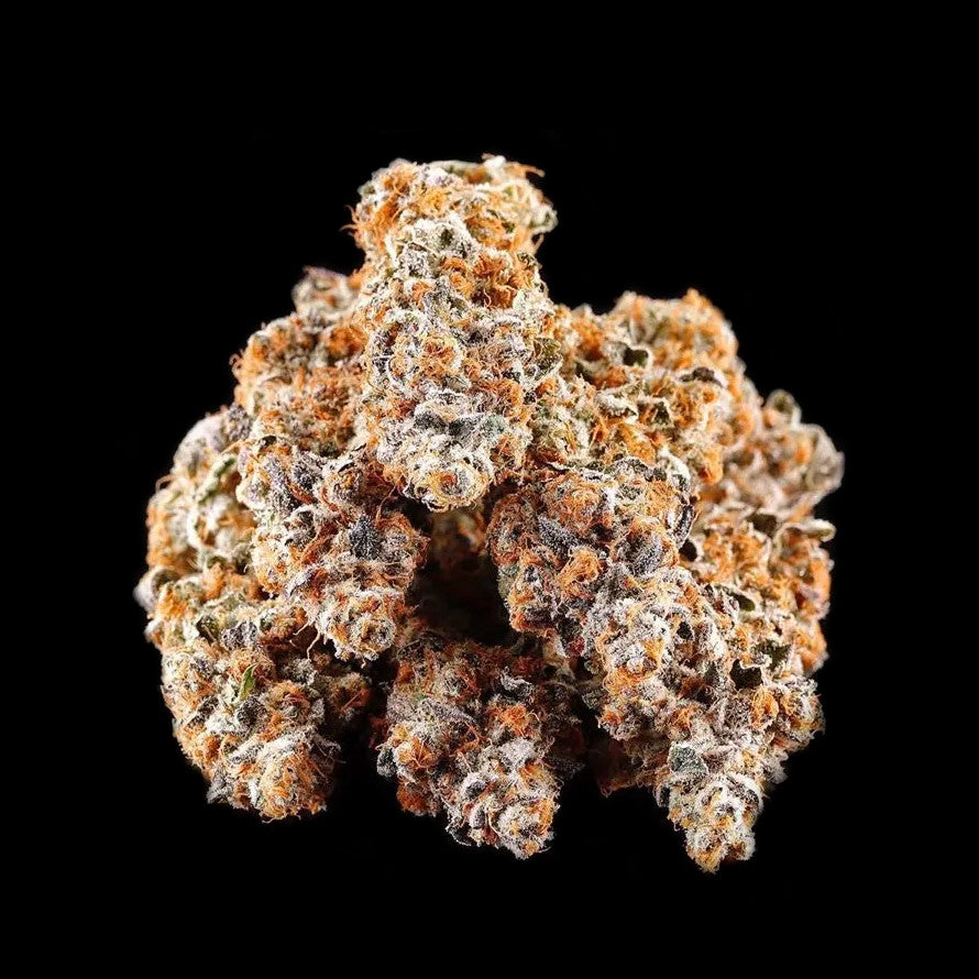 Graines de La Bomba Féminisée by Compound Genetics