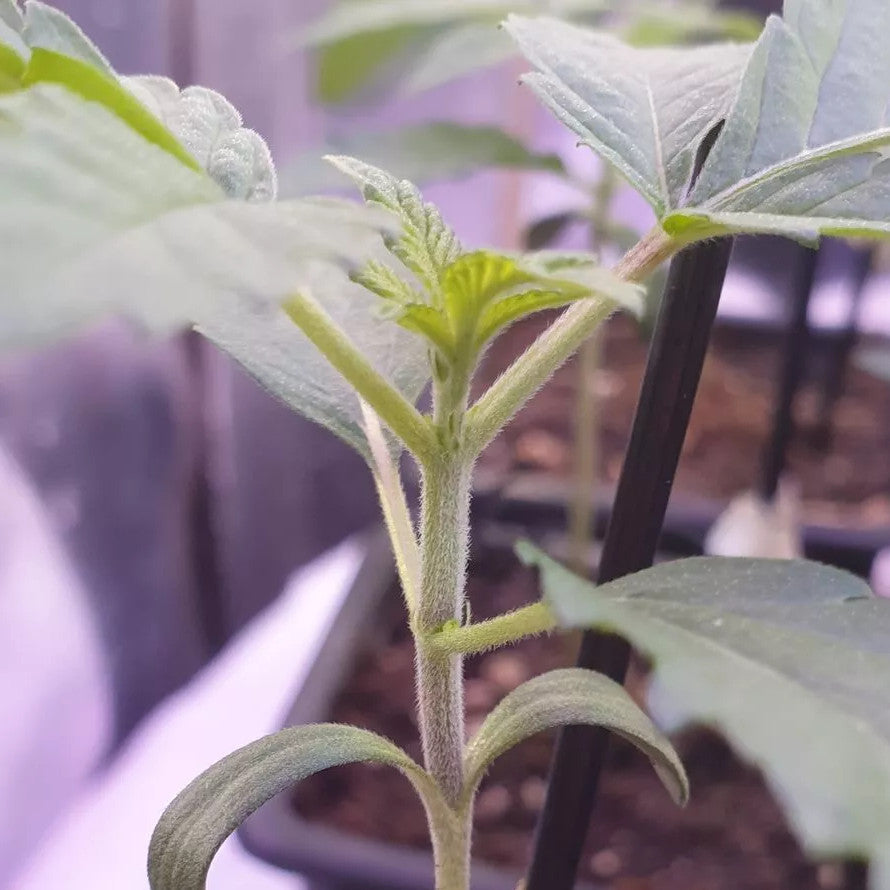 Graines de La Bomba Féminisée by Compound Genetics