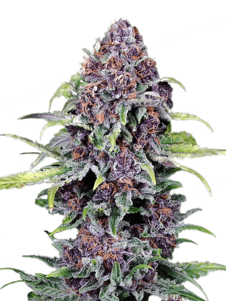NYC Vapor Feminized - Cannabis Seeds - Compound Genetics