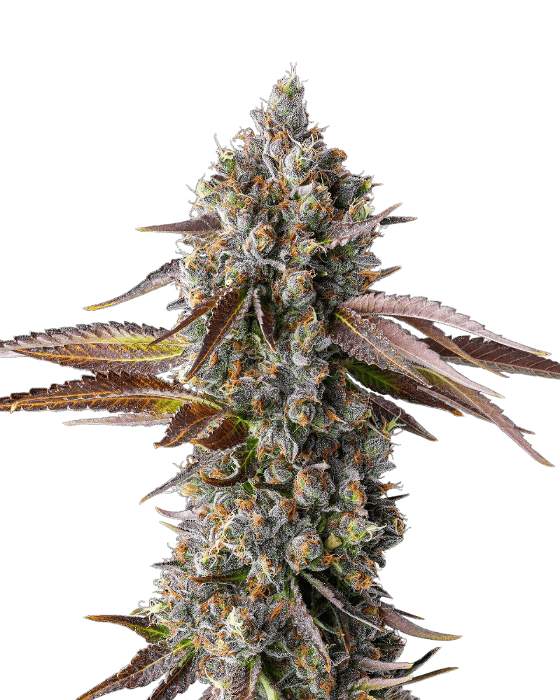 strawberry kush seeds Strawberry Skrilla Feminized - Cannabis Seeds