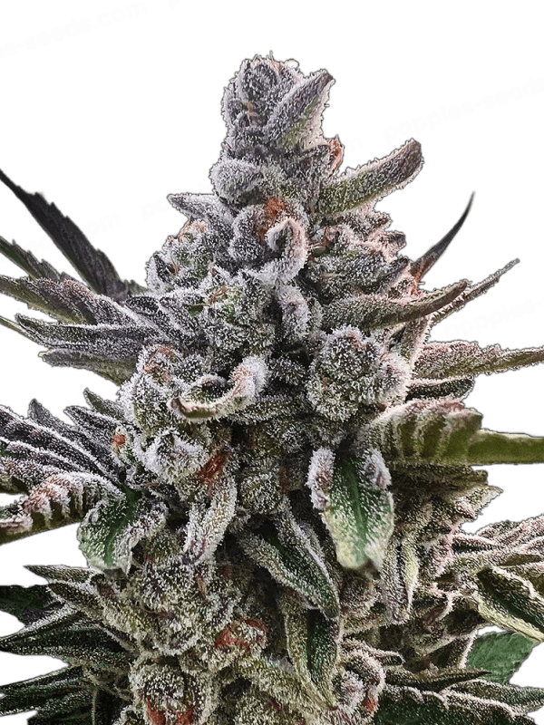 Acai Jelly By Sherbinskis Feminized