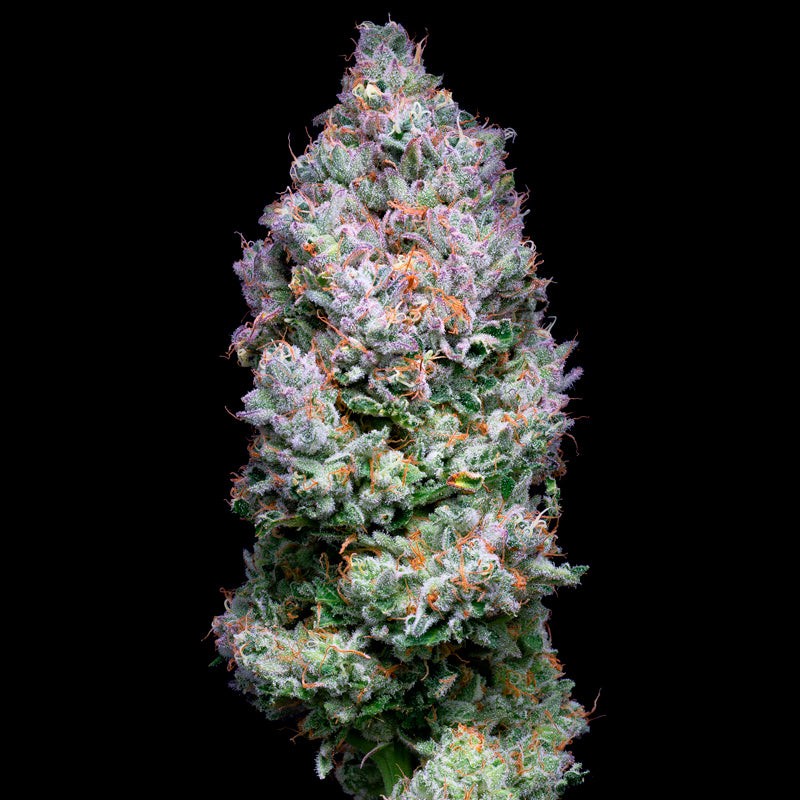 Acai Jelly By Sherbinskis Feminized