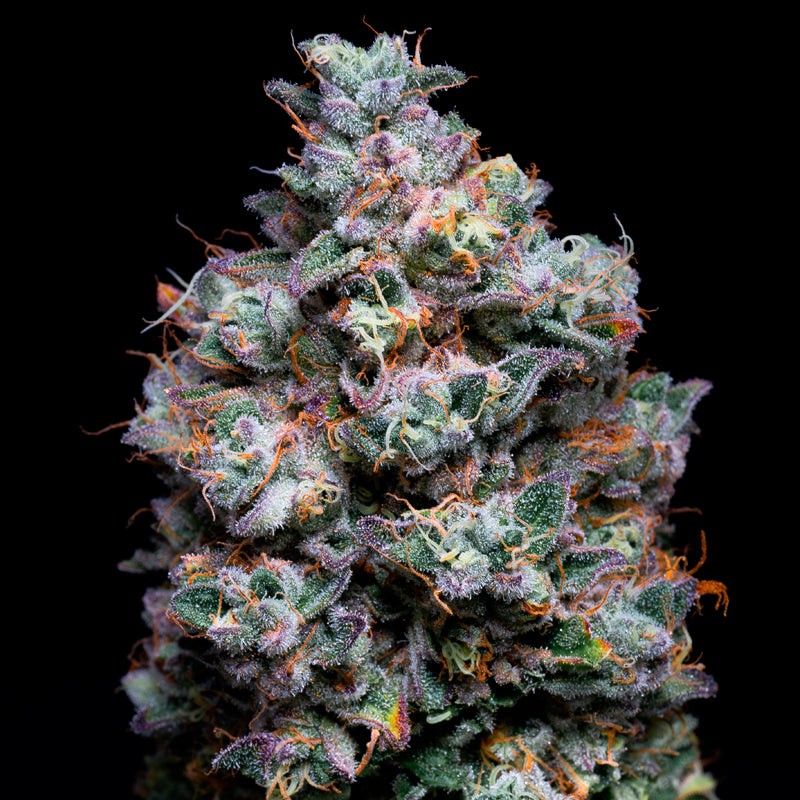 Acai Jelly By Sherbinskis Feminized