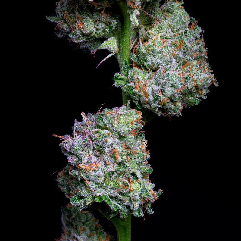 Acai Jelly By Sherbinskis Feminized
