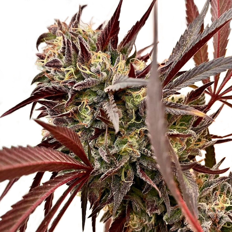 Acai Jelly By Sherbinskis Feminized