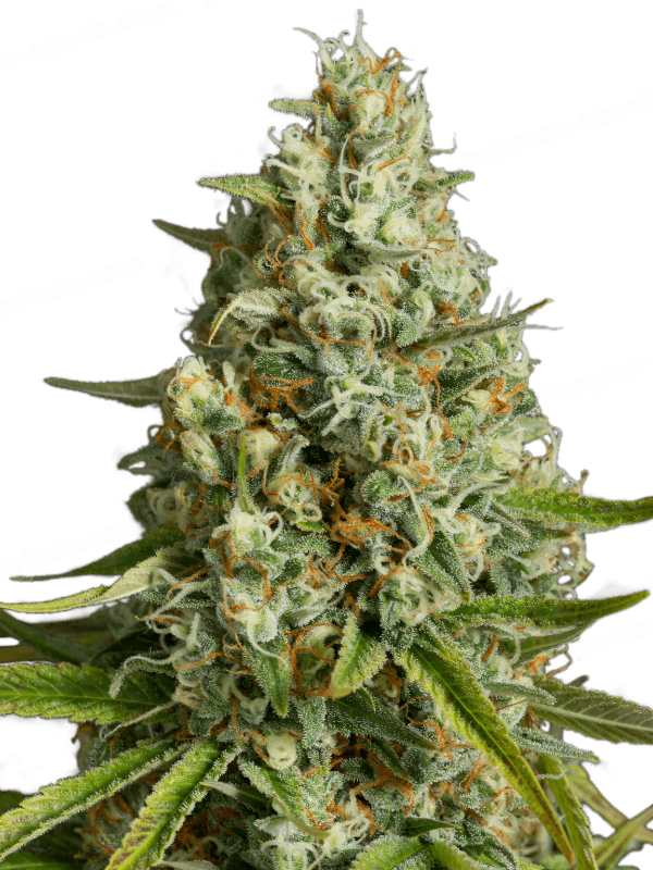 Amnesia Lemon Feminized