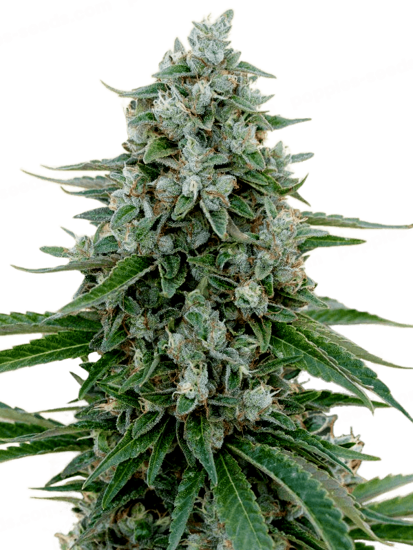 Critical Mango Feminized