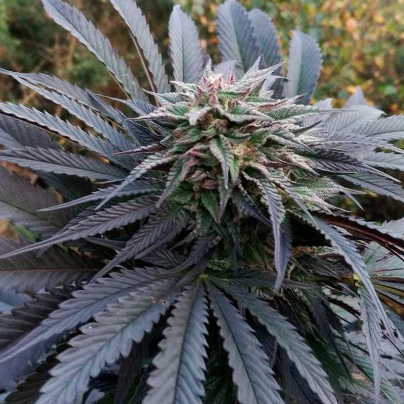 Grape Juice Feminized