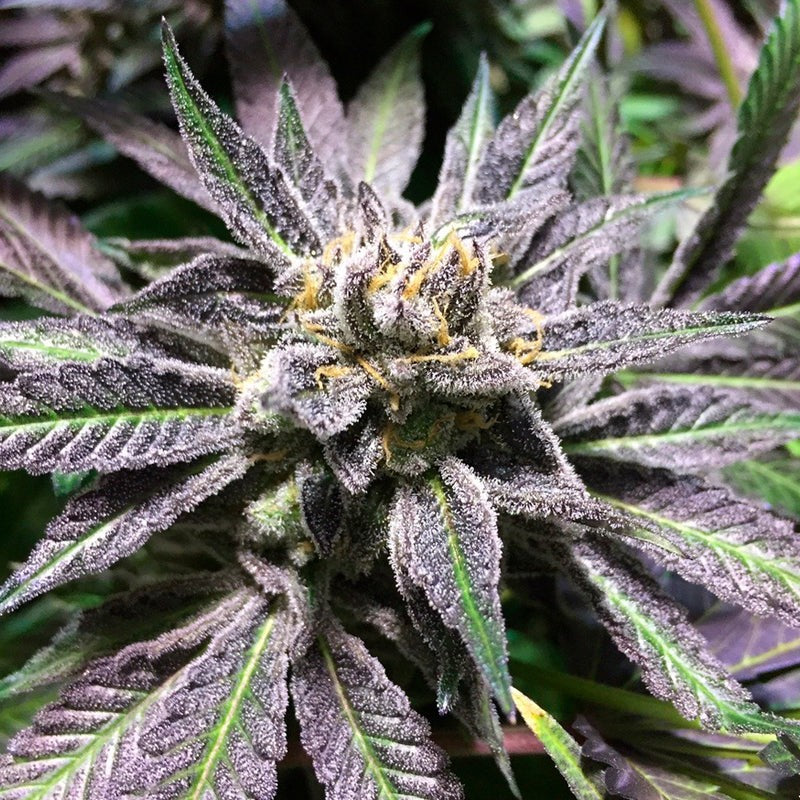 Grape Juice Feminized