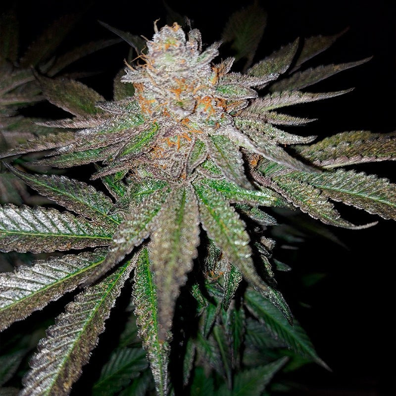 Grape Juice Feminized
