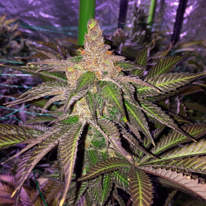 Grape Juice Feminized