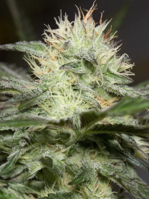 Lemon Sorbet Feminized