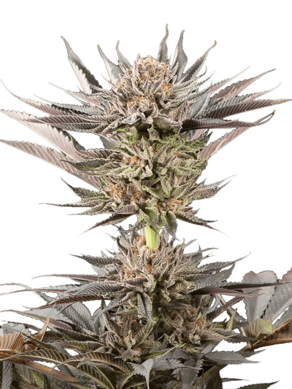 Lemon Tree 2.0 By Lemon Tree Feminized
