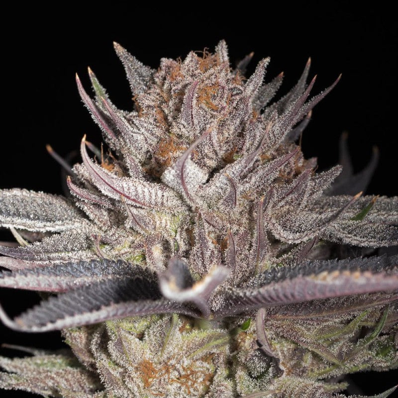 Lemon Tree 2.0 By Lemon Tree Feminized