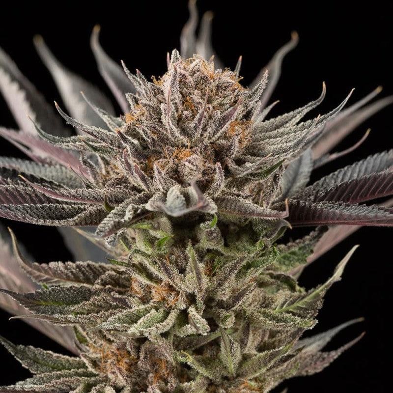 Lemon Tree 2.0 By Lemon Tree Feminized