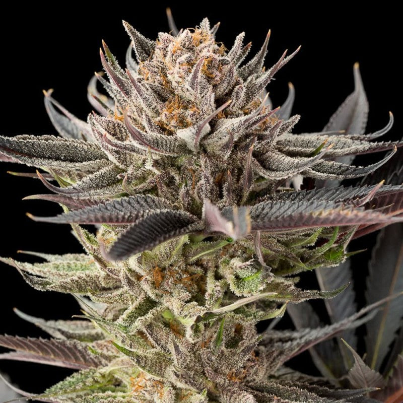 Lemon Tree 2.0 By Lemon Tree Feminized