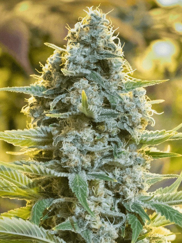 Moby Dick Feminized