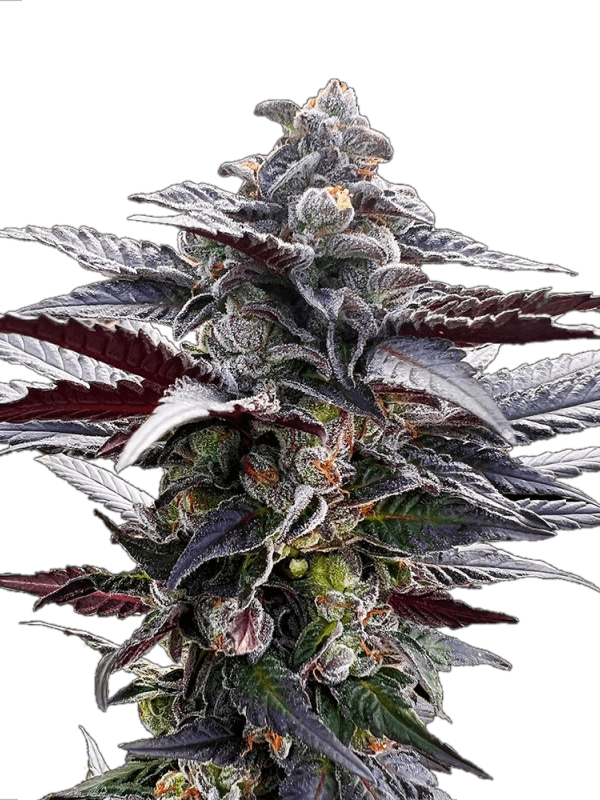 Pink Sunset By Sherbinskis Feminized