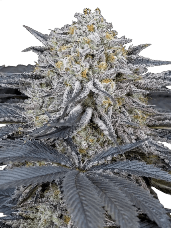 Watermelon Runtz Feminized