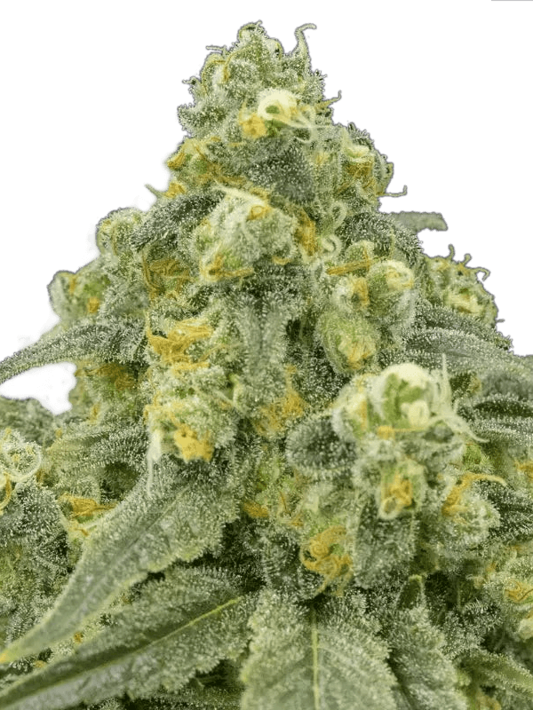 White Widow Feminized
