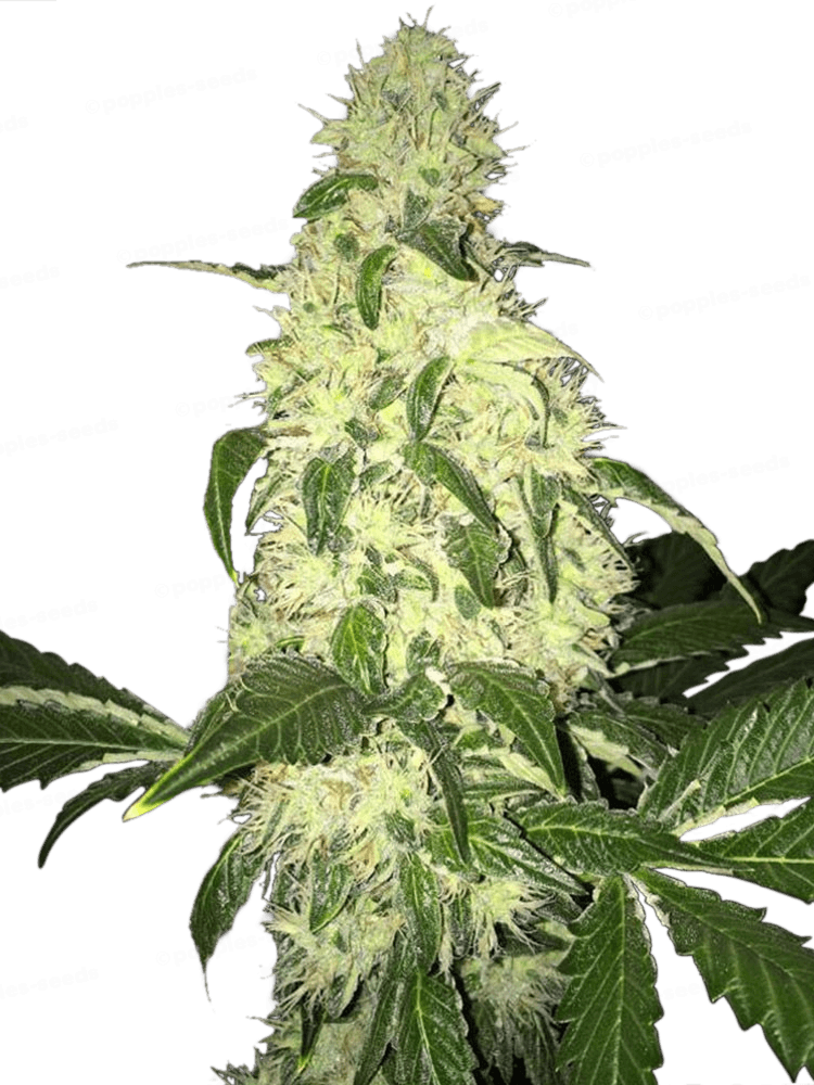 Afghaniberry Régulière