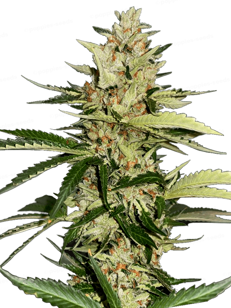 Banana Candy Krush Féminisée