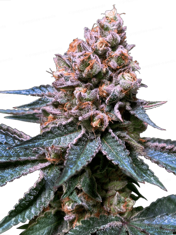 Black Apple Hitchcock Féminisée