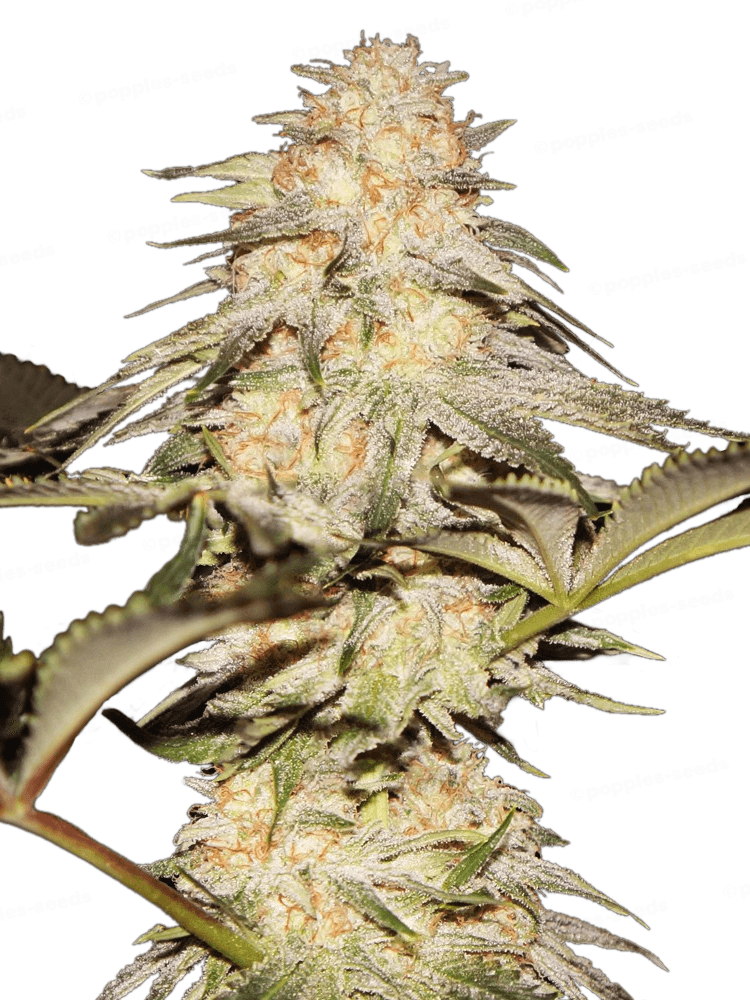 BubbleBananaGum Féminisée