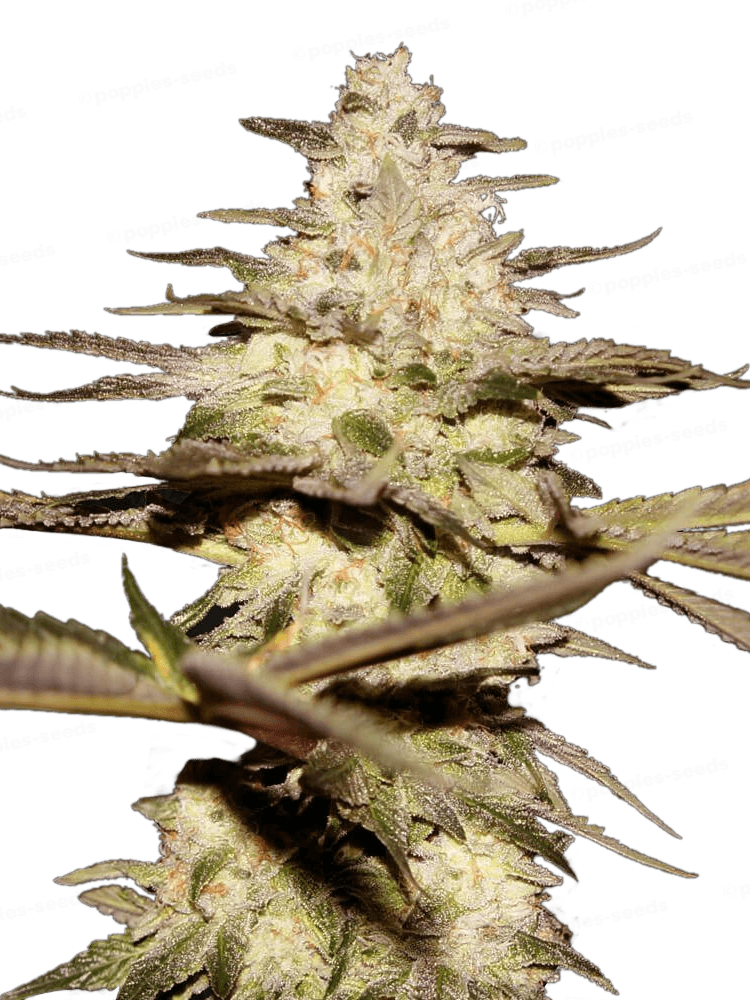 Califunk Féminisée