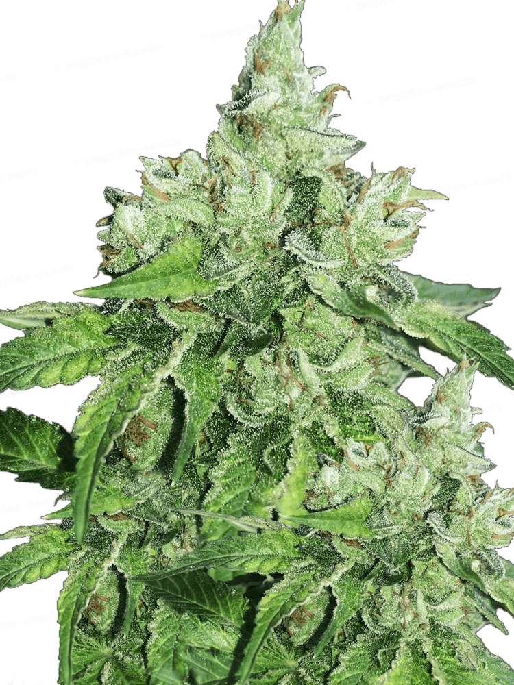 Citron Givré Féminisée