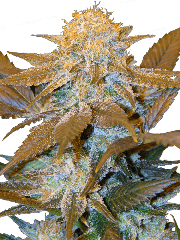 Critical HOG Féminisée