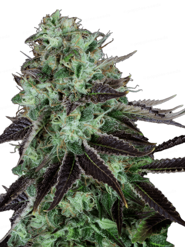 Darkstar Régulière