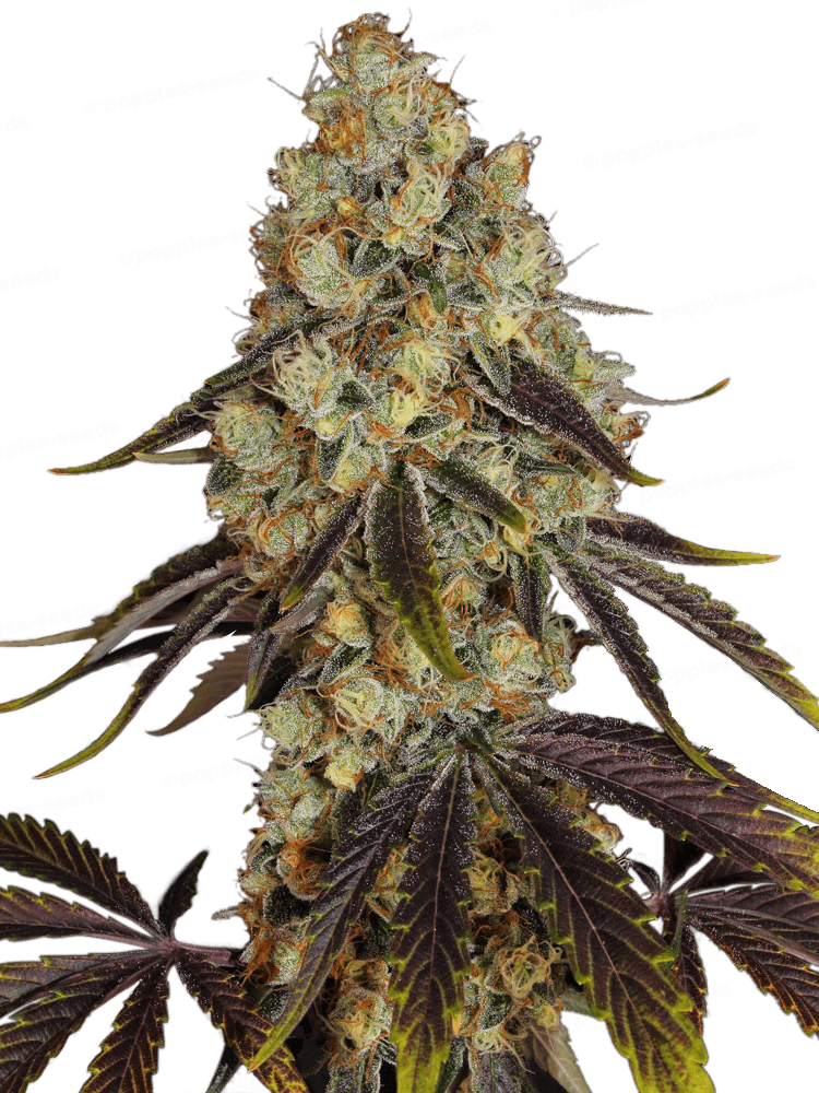 French Cookies Féminisée