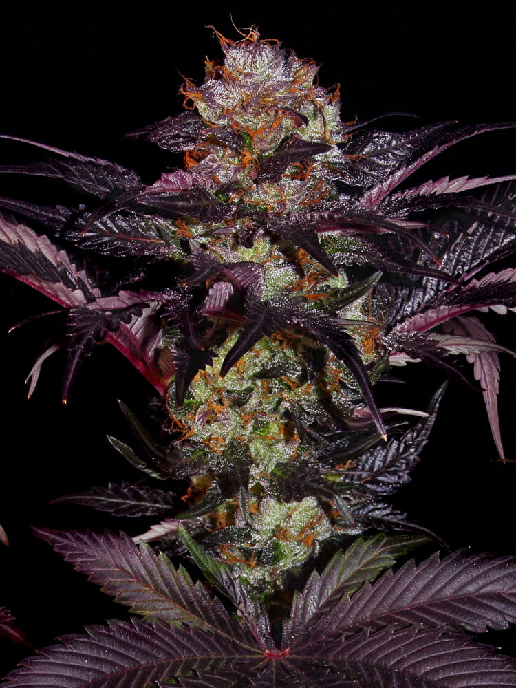 French Macaron Féminisée