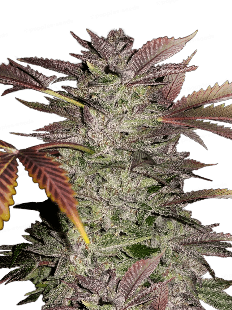 Gelato Cake Féminisée