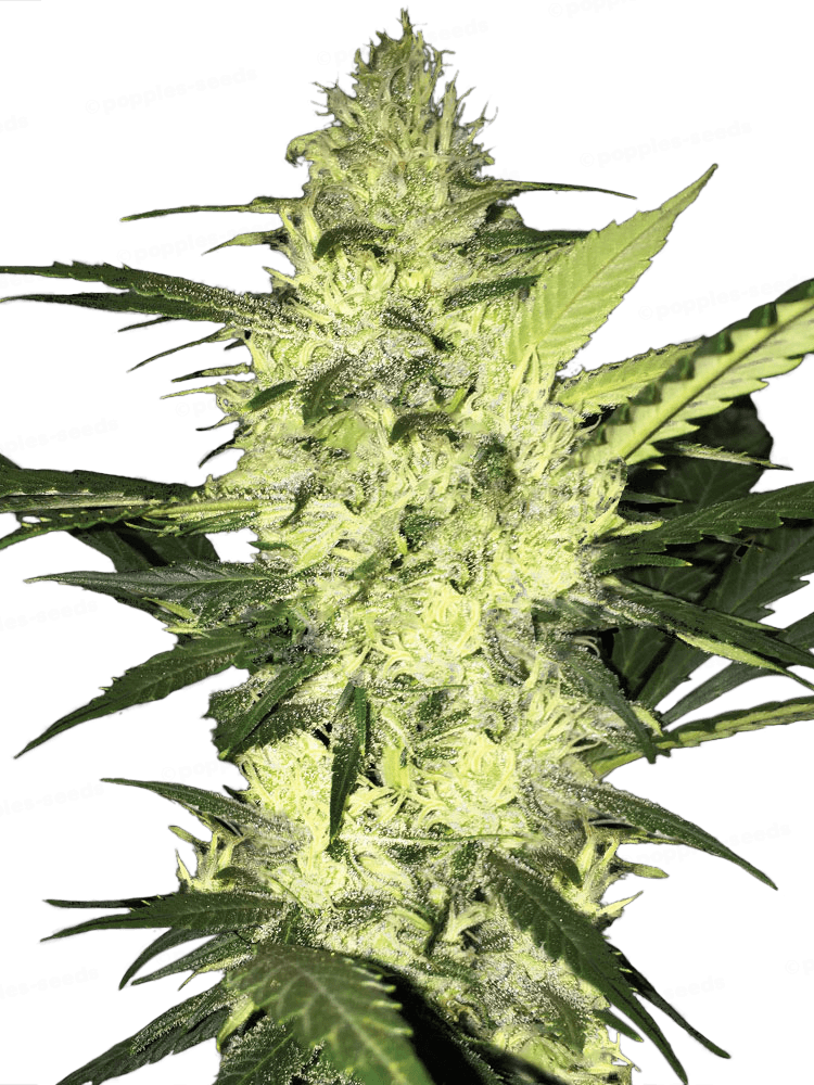 La S.A.G.E. Féminisée