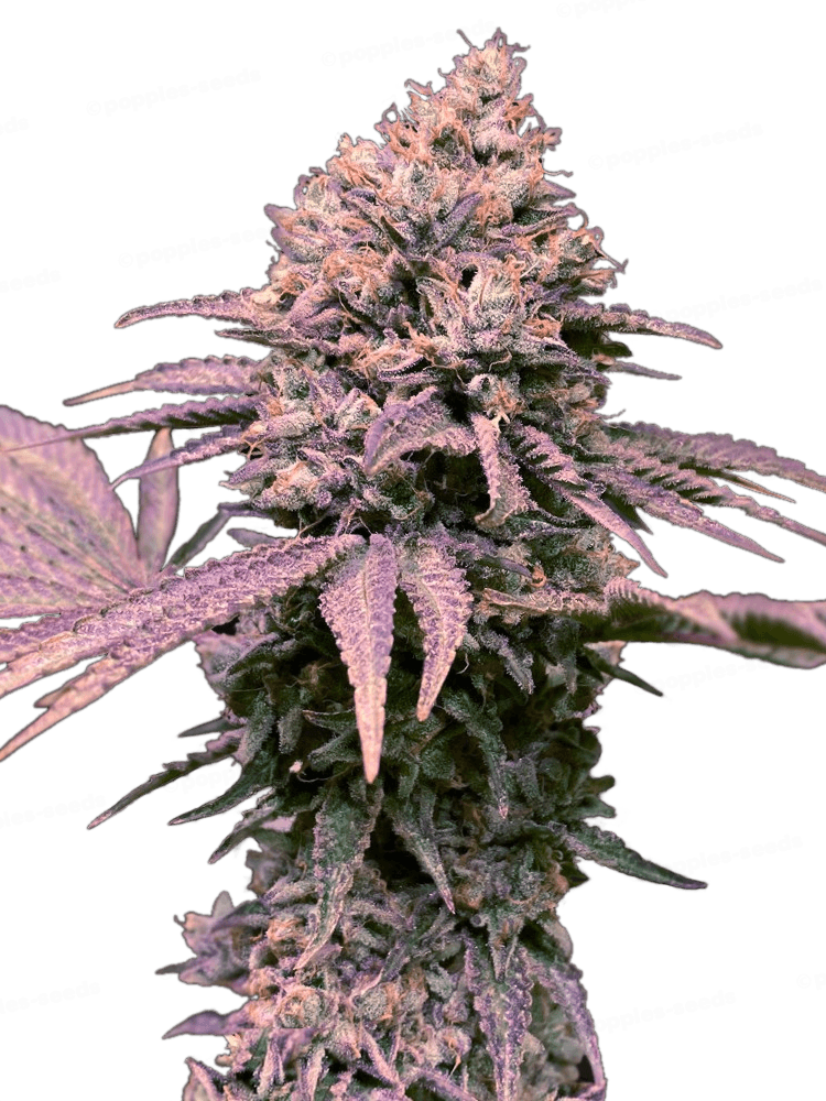 London Mint Cake Féminisée