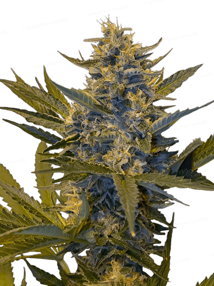 Melonsicle Féminisée