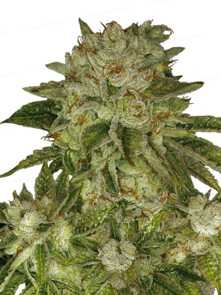 MK-Ultra Féminisée