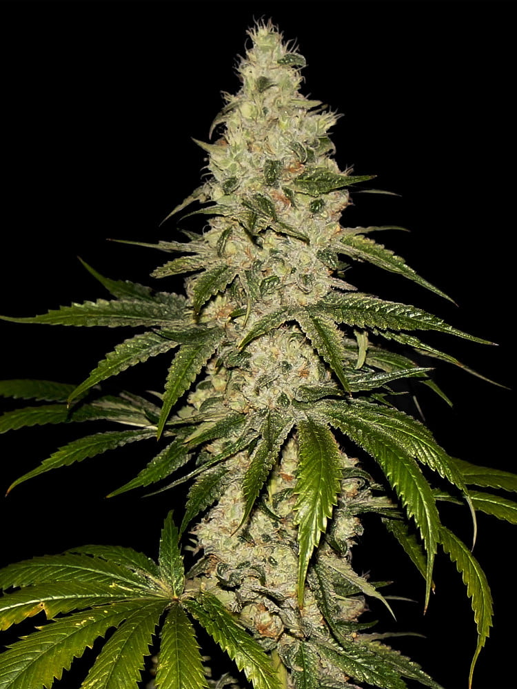 Mont Blanc Féminisée