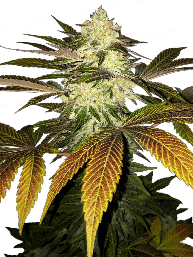 Orangesicle Féminisée