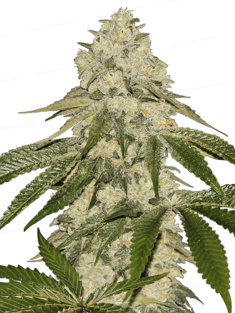 Pisthash Féminisée