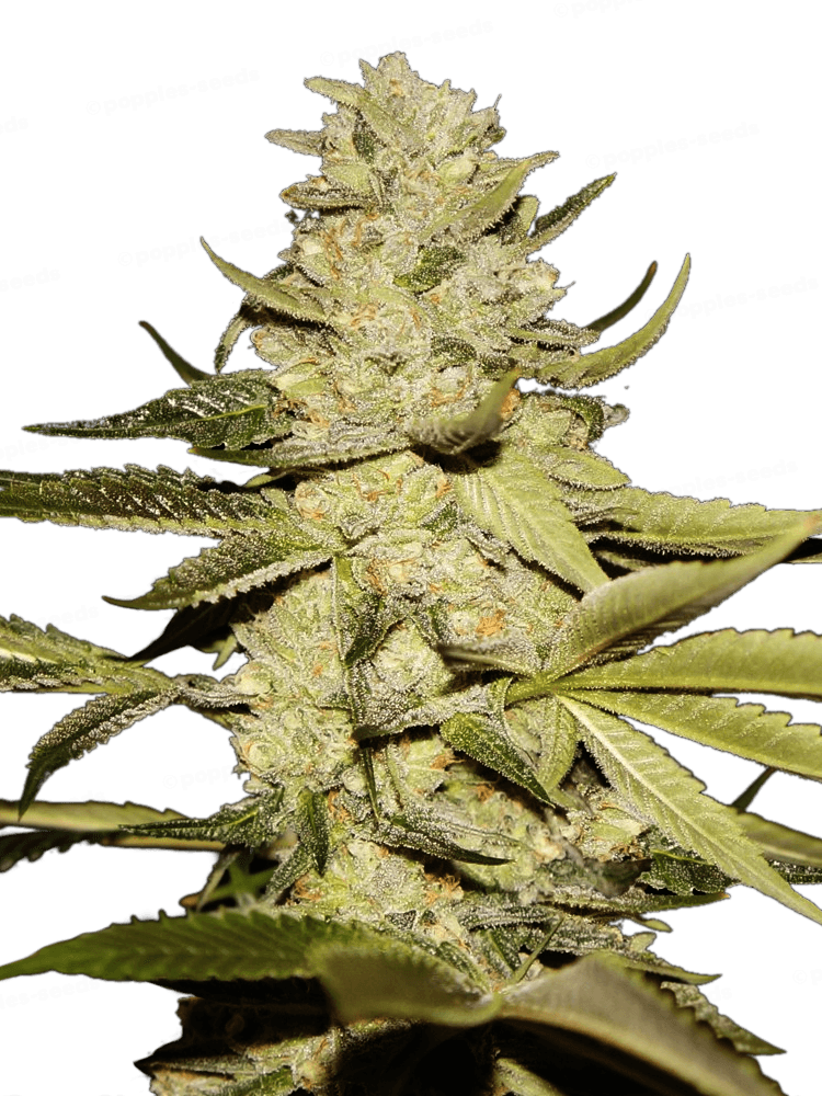 Planet Lemon Féminisée