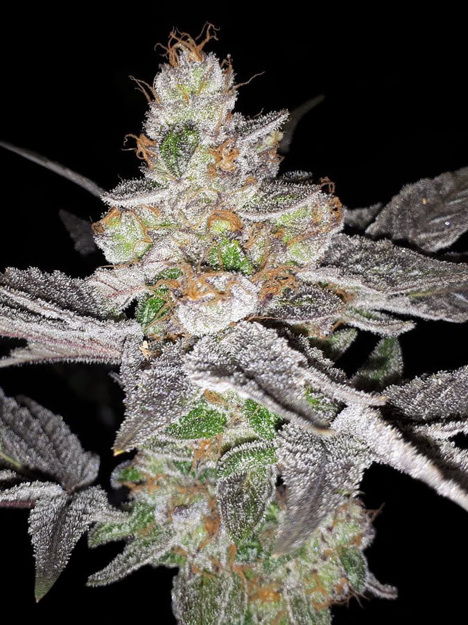 Red Candy Apple Féminisée