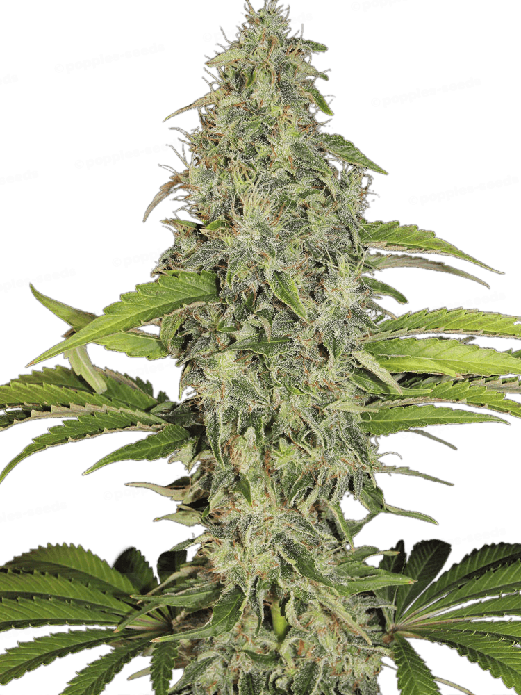 SAGE CBD Féminisée