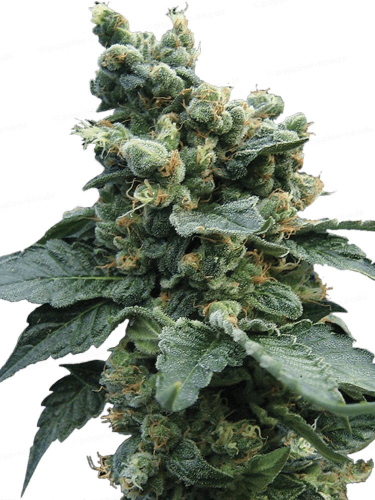 SAGE'n Sour Féminisée