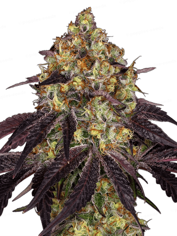 Stracciatella Féminisée