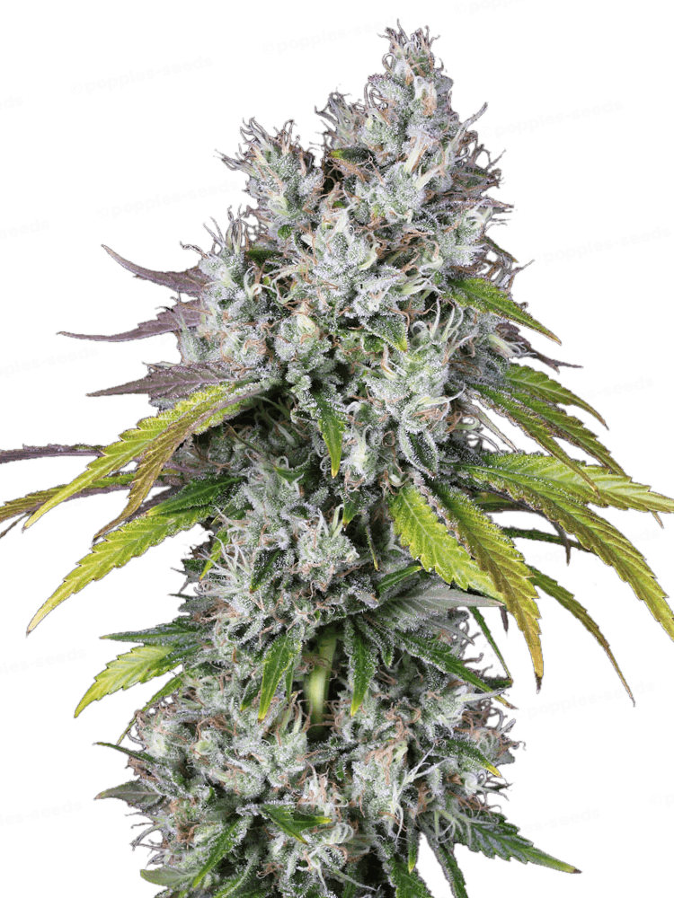 Underdawg Féminisée